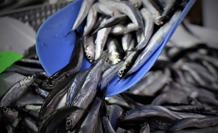 1247 ton hamsi ihraç edildi