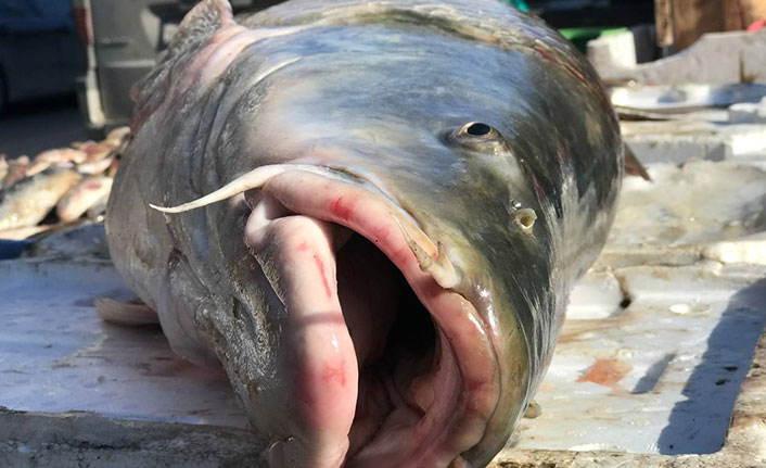 80 kiloluk dev balık tezgâhta alıcı buluyor