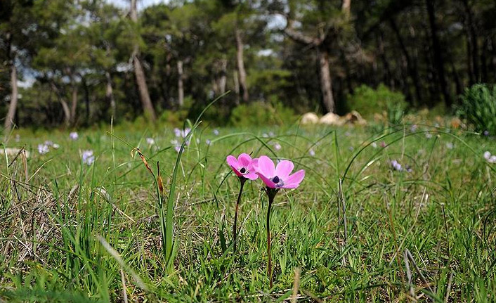 İlk Cemre ne zaman, nereye düşecek? İşte 2022 Cemre düşme tarihleri