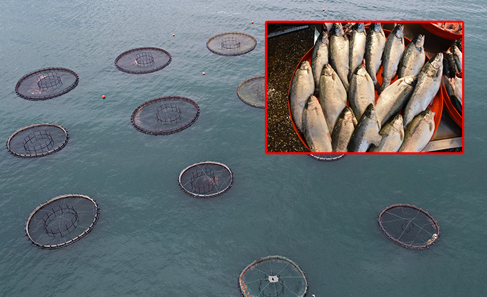 Türk somonu ihracatında gelir 6 yılda 82 kat arttı