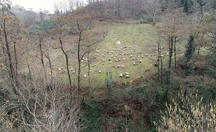 Trabzon'un yamaçları koyun sürüleriyle şenlendi