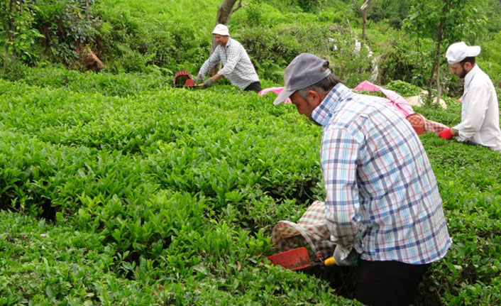 Çay ihracatı 2022 yılının ilk ayında 1,4 milyon dolar kazandırdı