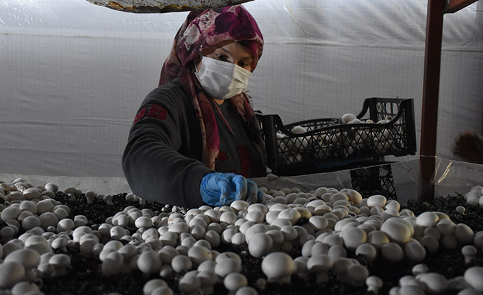 Trabzonlu mimar devlet desteğiyle kurduğu tesiste mantar üretiyor