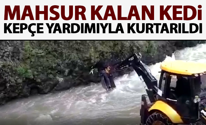 Trabzon'da dere kenarında mahsur kalan kedi kepçe ile kurtarıldı