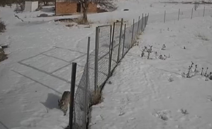 Nesli tükenmekte olan vaşaklar Bayburt’ta görüldü