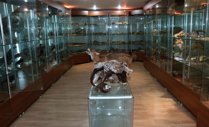 KTÜ'deki Yaban Hayatı Müzesi ilgi çekiyor