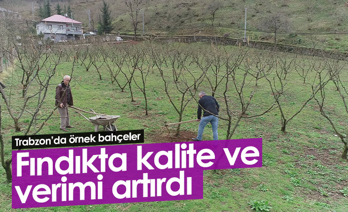 Trabzon'da örnek fındık bahçeleri verim ve kaliteyi artırdı