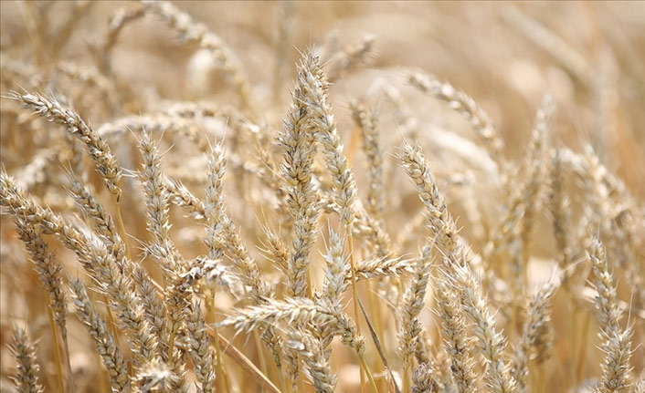 Buğday fiyatları tarihi zirveyi gördü