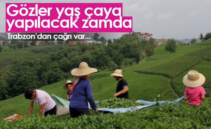 Trabzon'dan yaş çay fiyatları için çağrı