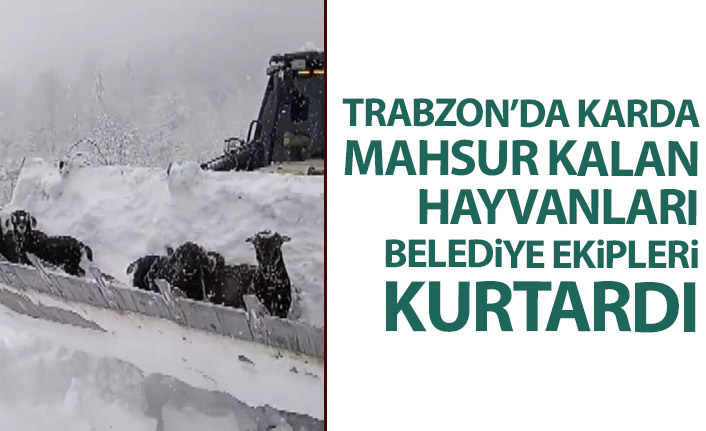 Trabzon'da karda mahsur kalan hayvanları ekipler kurtardı