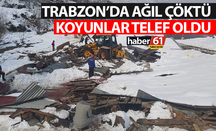 Trabzon’da kara dayanamayan ağıl çöktü! Koyunlar telef oldu