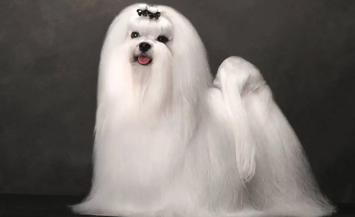 Maltese Terrier Köpeklerle Hayatınıza Neşe Katın!