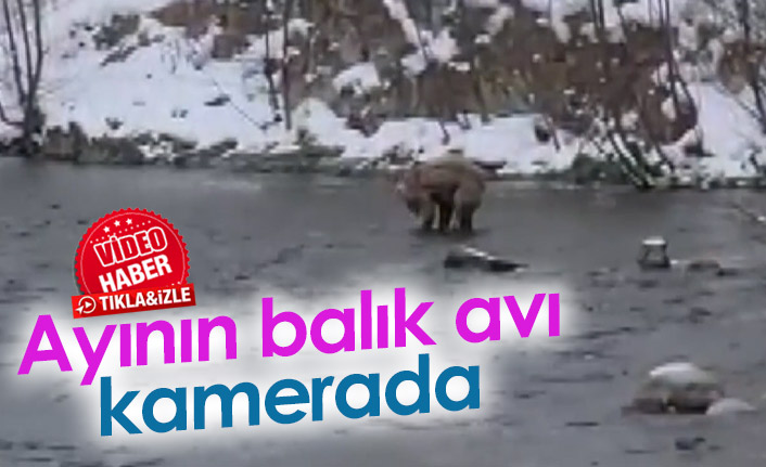 Ayının balık avı kamerada