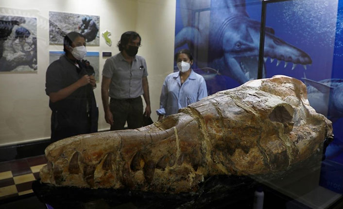 36 milyon yıllık 'Basilosaurus fosili  ziyaretçilerle buluştu