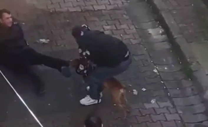 İstanbul'da pitbull dehşeti!