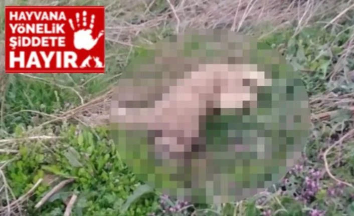 30 köpeği zehirleyerek öldürdüler! Soruşturma başlatıldı