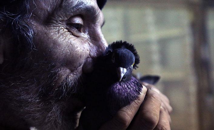 Sahibinin ömrünü uzatan güvercin: Kelkit Tepelisi