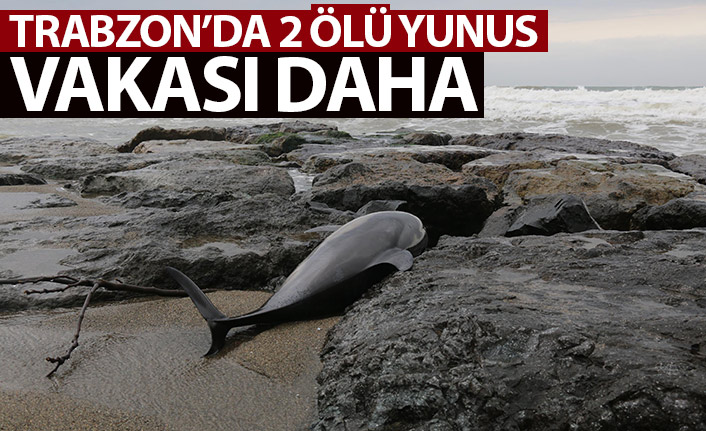 Trabzon'da sahile 2 ölü yunus daha vurdu