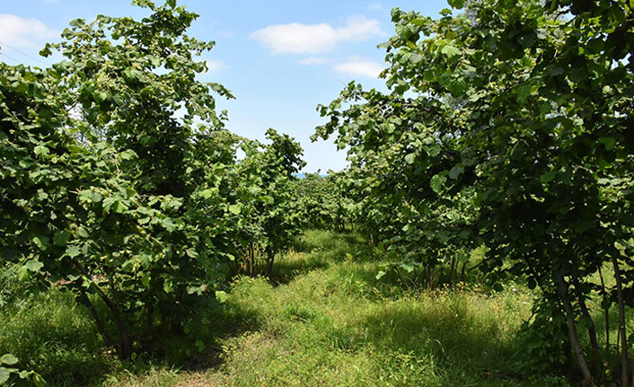 Fındık üreticilerine Nisan uyarısı! Kozalak akarı ile mücadele için neler yapılmalı?