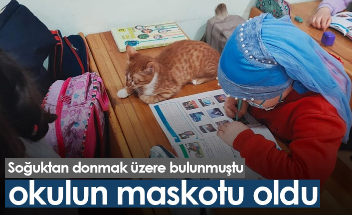 Soğuktan donmak üzere bulunan kedi okulda maskot oldu