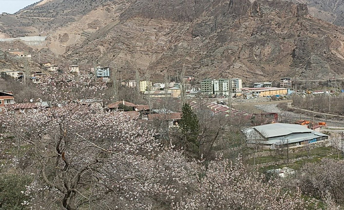 Artvin'de bu ağaçlar son kez çiçek açtı