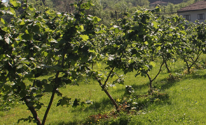 Ani hava değişiminin fındık bahçelerine etkisi araştırılacak