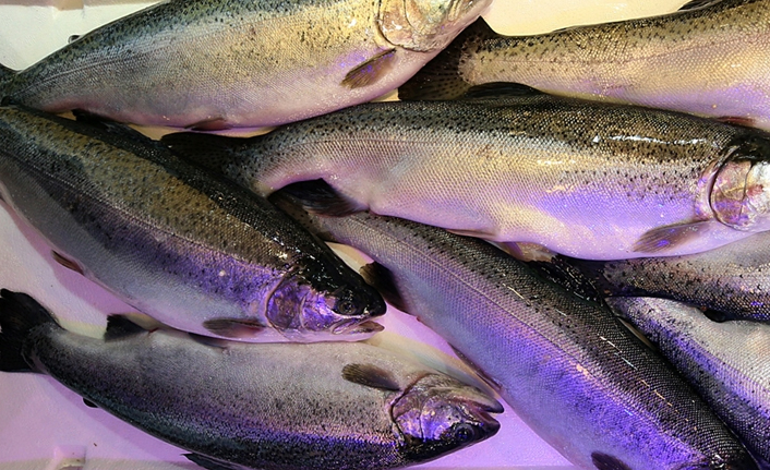 Türk somonu İspanya'daki fuarda tanıtılacak