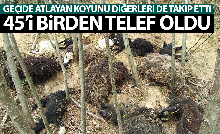 Geçide atlayan koyunu diğerleri de takip etti! 45 koyun telef oldu