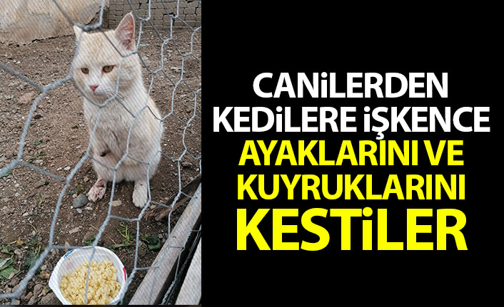 Gümüşhane'de canilerden kedilere işkence! Ayaklarını ve kuyruklarını kestiler