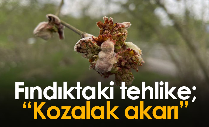 Fındıkta kozalak akarı tehlikesi