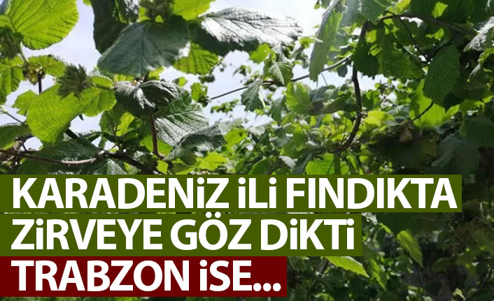 Karadeniz ili fındıkta zirveye göz dikti! Trabzon ise...