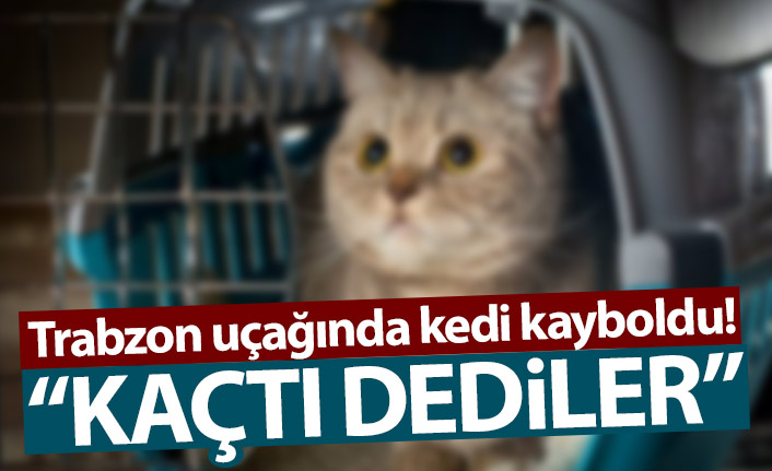 Trabzon uçağında kedi kayboldu!