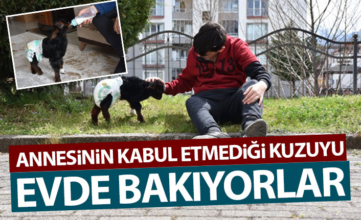 Trabzon'da annesinin kabul etmediği kuzuyu biberonla besliyorlar