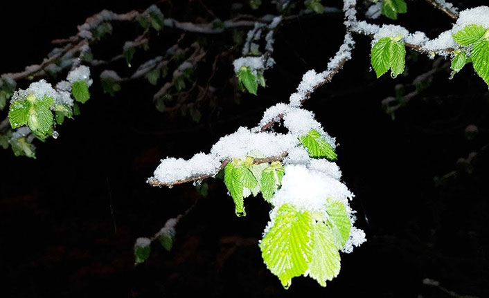 Fındık için don uyarısı