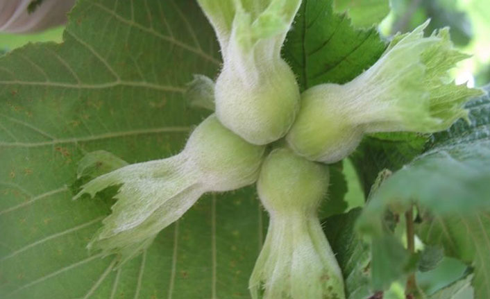 Fındık üreticilerine nisan ayı uyarısı! Mücadele zamanı