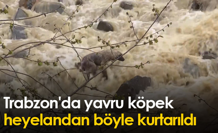 Trabzon'da yavru köpek heyelandan böyle kurtarıldı