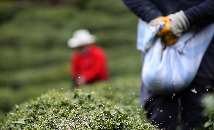 Doğu Karadeniz'de 204 bin üretici yaş çay sezonuna hazırlanıyor