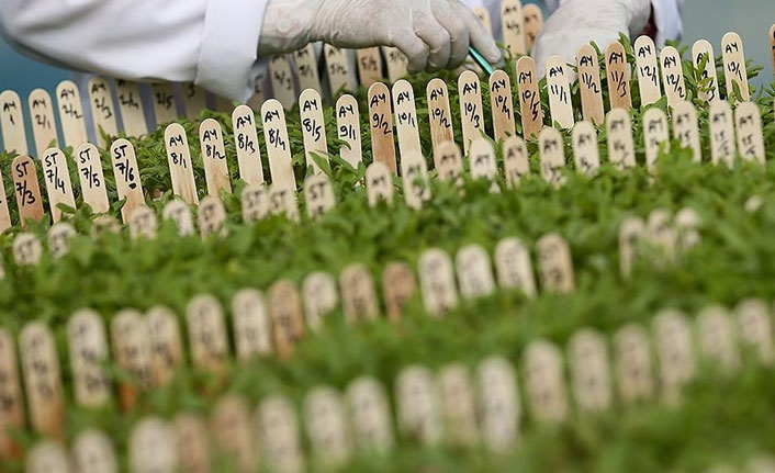 Tarımda üreticiye yerli tohum desteği sürüyor