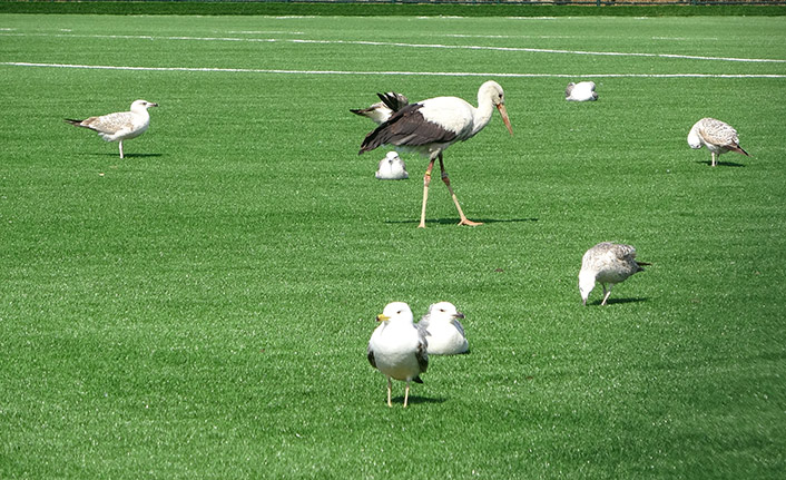 Leyleğin futbol sahasında göç molası