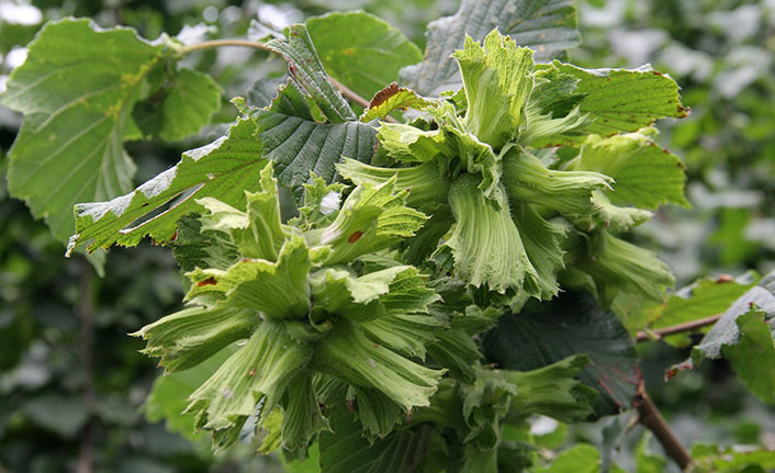 Trabzon'un projesi Uluslararası Fındık Kongresi’nde sunulacak