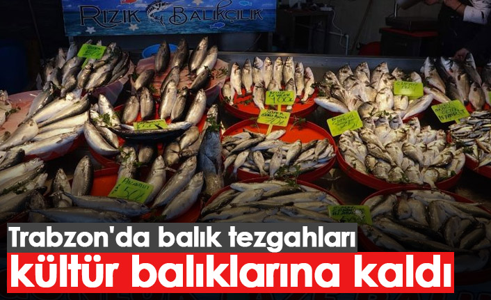 Trabzon'da balık tezgahları kültür balıklarına kaldı