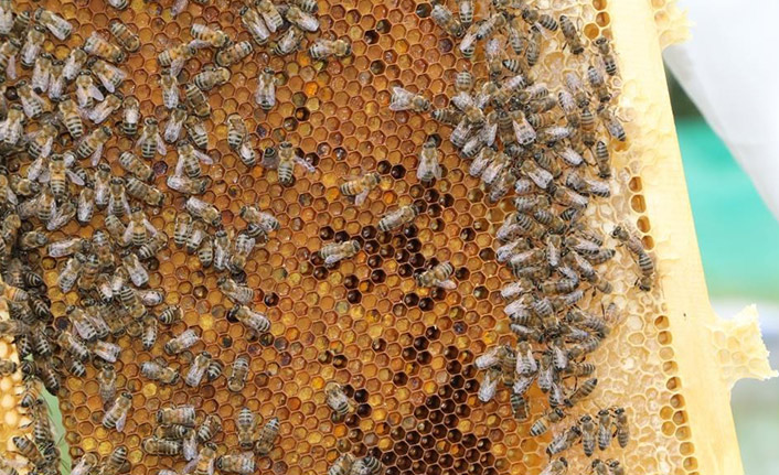 Anzer Balı'nda öncelik onların