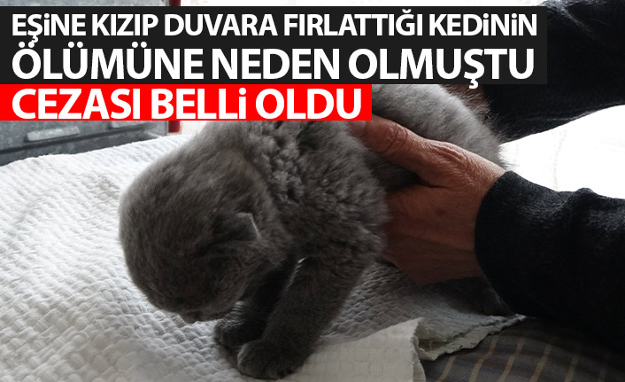 Trabzon'da eşine kızıp kediyi duvara fırlatmıştı! Hapis cezası aldı