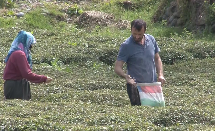 Doğu Karadeniz’i çay telaşı sardı