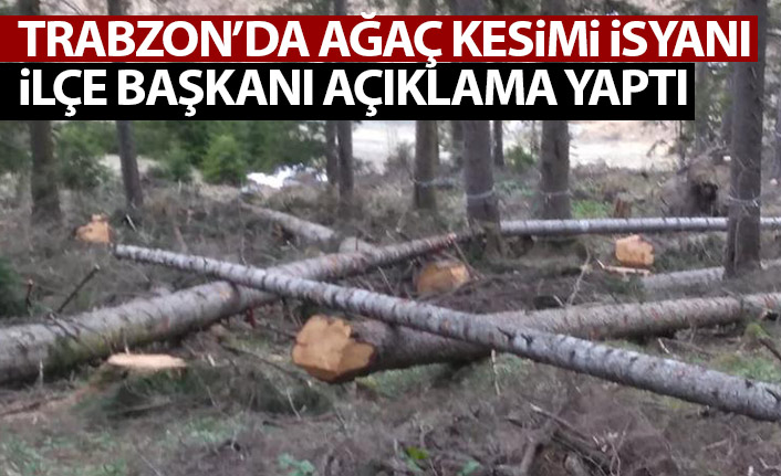 Trabzon'da orman kesimi isyanı! İlçe başkanı açıklama yaptı