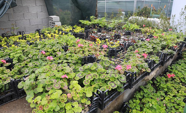 Akçaabat Belediyesi seralarında binlerce fidan üretildi