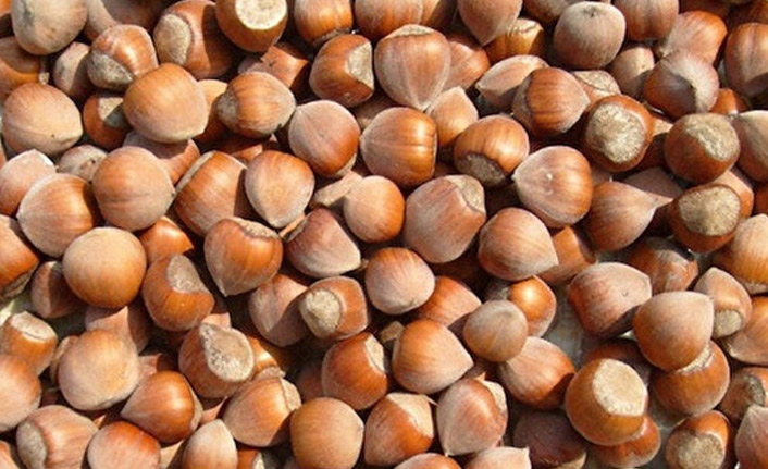 Fındık, 8 ayda 1,6 milyar dolar kazandırdı