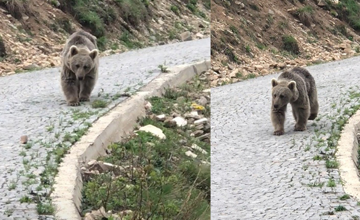 Trabzon'da vatandaşların gördüğü yavru ayının görüntüleri gülümsetti