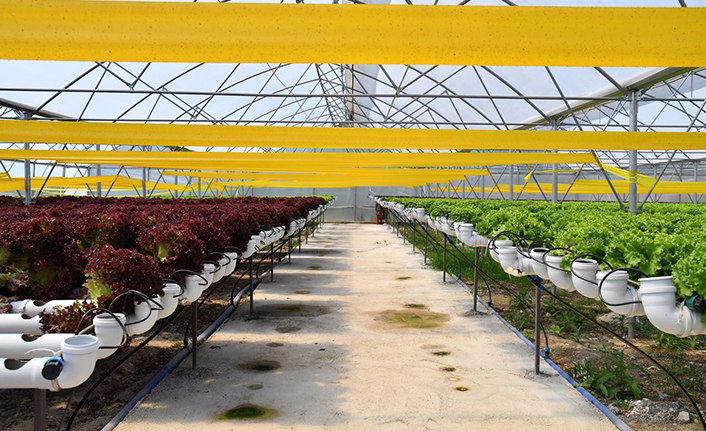 Trabzon’da seracılık gelişiyor! Yılda 100 Bin marul