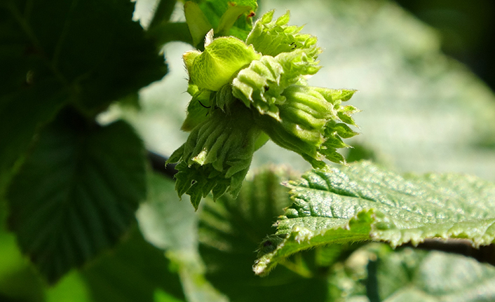 Fındık üreticisinin yeni sezon fiyat beklentisi